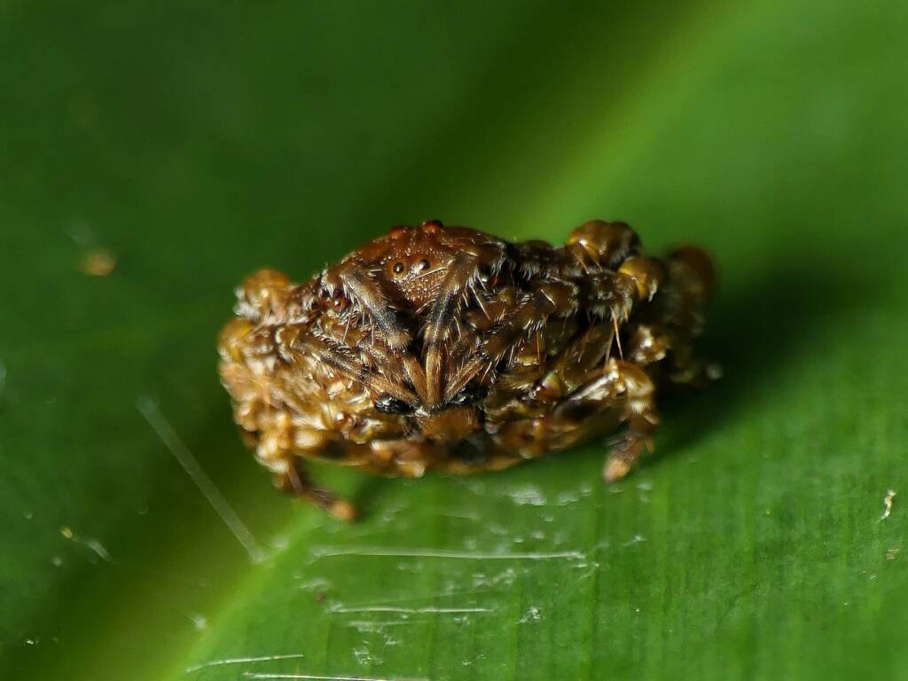 Arkys curtulus (Bird-dropping Spider), Gold Coast QLD © Stefan Jones
