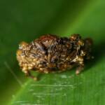Arkys curtulus (Bird-dropping Spider), Gold Coast QLD © Stefan Jones