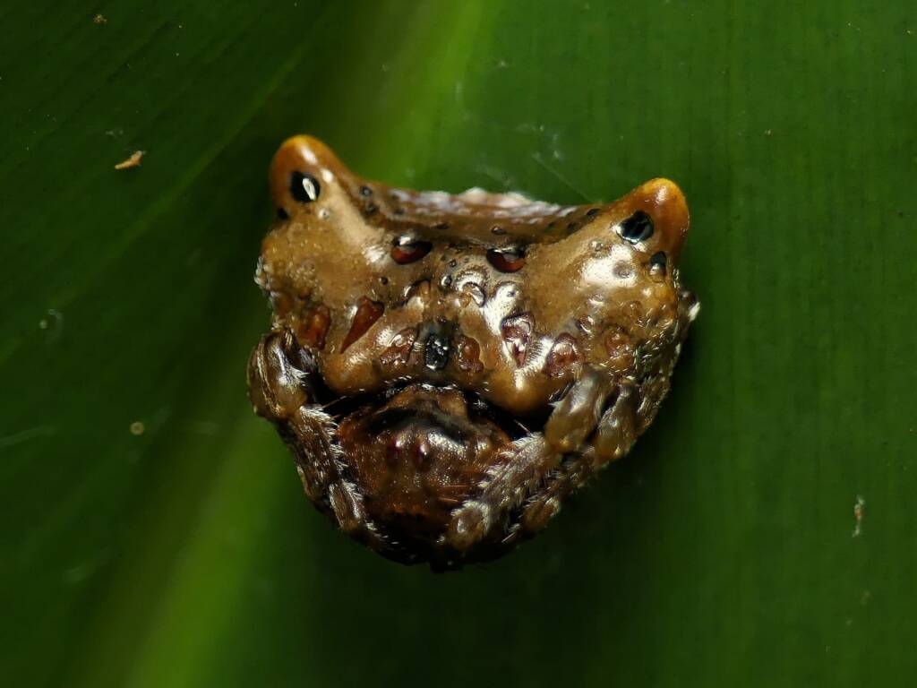 Arkys curtulus (Bird-dropping Spider), Gold Coast QLD © Stefan Jones