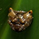 Arkys curtulus (Bird-dropping Spider), Gold Coast QLD © Stefan Jones