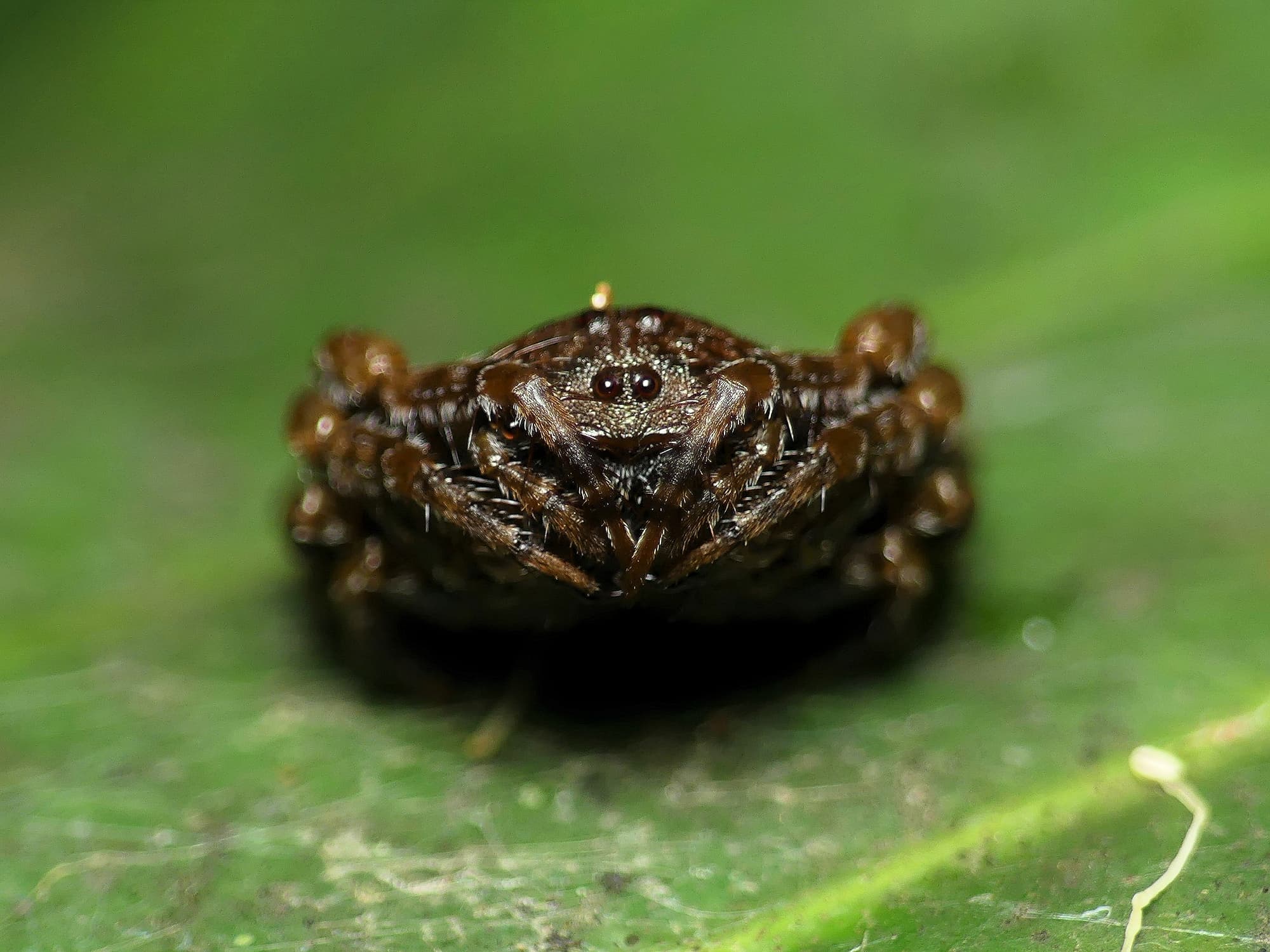 Arkys curtulus (Bird-dropping Spider), Gold Coast QLD © Stefan Jones