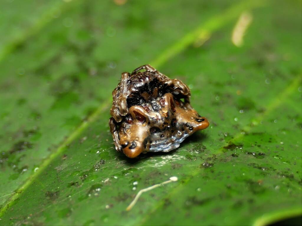 Arkys curtulus (Bird-dropping Spider), Gold Coast QLD © Stefan Jones