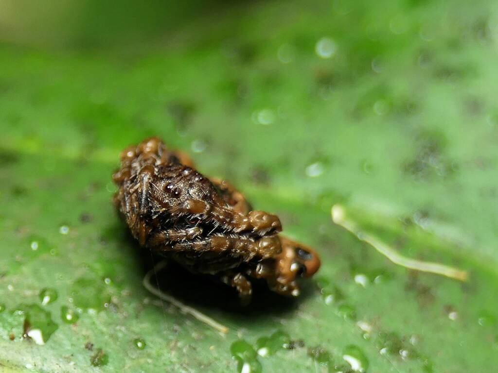 Arkys curtulus (Bird-dropping Spider), Gold Coast QLD © Stefan Jones