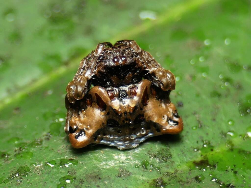 Arkys curtulus (Bird-dropping Spider), Gold Coast QLD © Stefan Jones