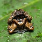 Arkys curtulus (Bird-dropping Spider), Gold Coast QLD © Stefan Jones