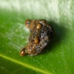 Arkys curtulus (Bird-dropping Spider), Gold Coast QLD © Stefan Jones