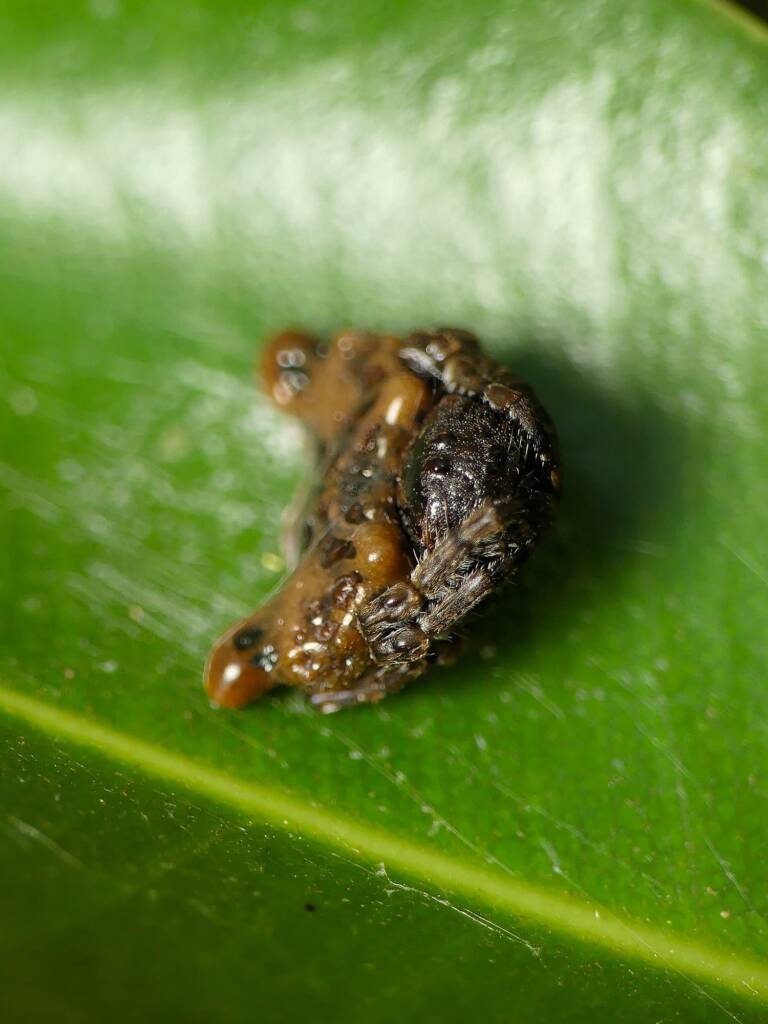 Arkys curtulus (Bird-dropping Spider), Gold Coast QLD © Stefan Jones