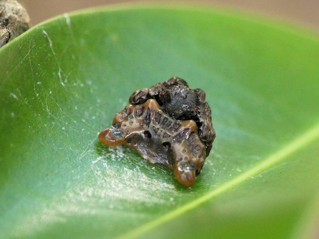 Arkys curtulus (Bird-dropping Spider), Gold Coast QLD © Stefan Jones