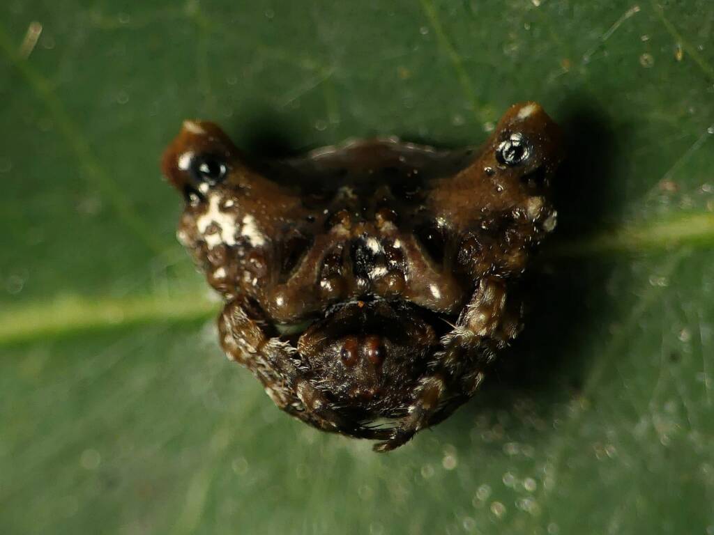 Arkys curtulus (Bird-dropping Spider), Gold Coast QLD © Stefan Jones