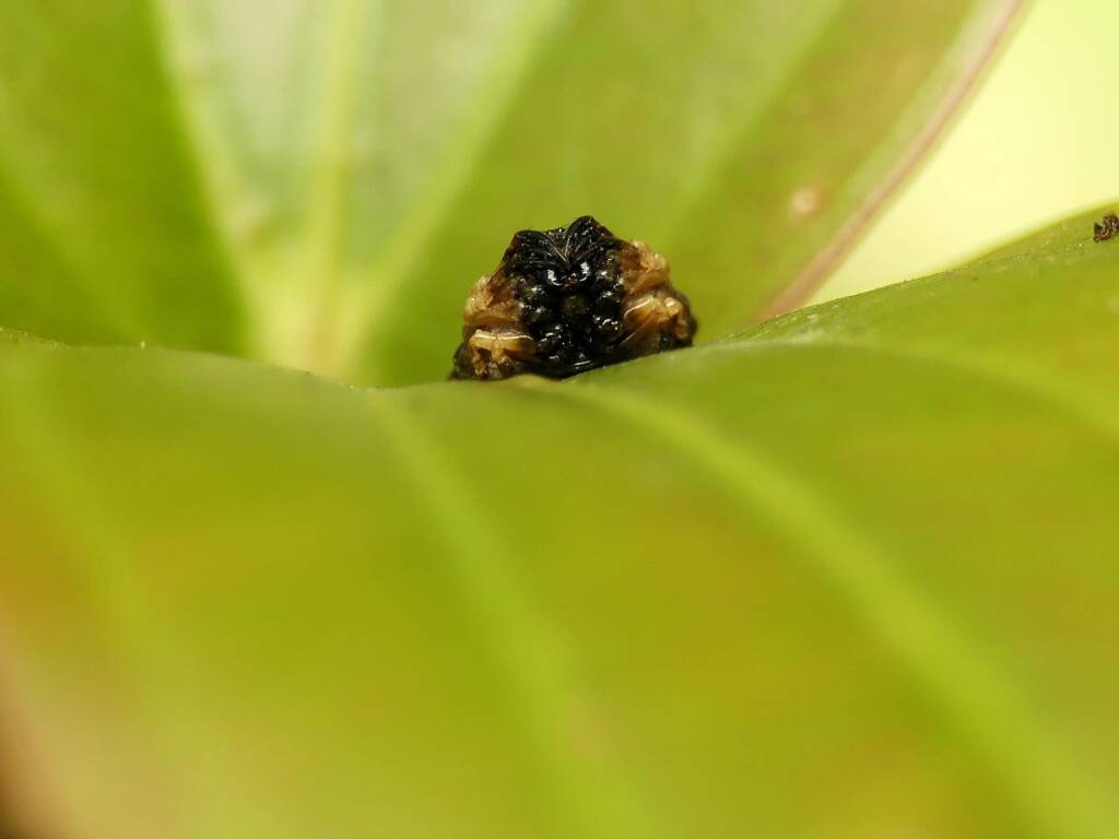 Arkys curtulus (Bird-dropping Spider), Gold Coast QLD © Stefan Jones