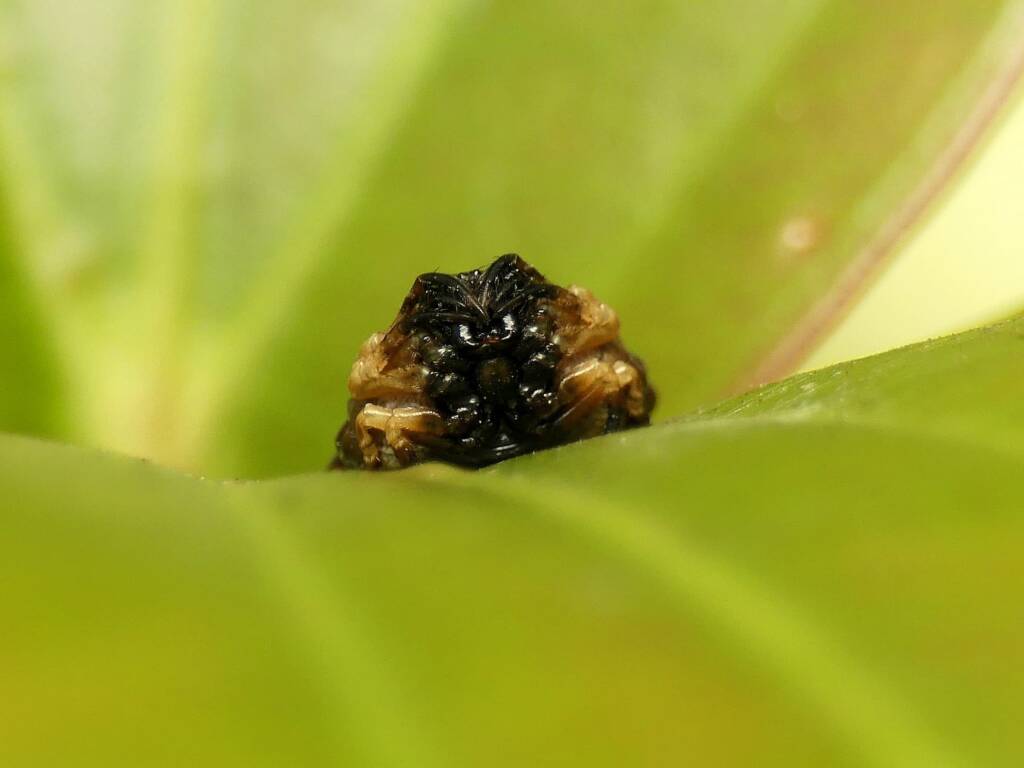 Arkys curtulus (Bird-dropping Spider), Gold Coast QLD © Stefan Jones