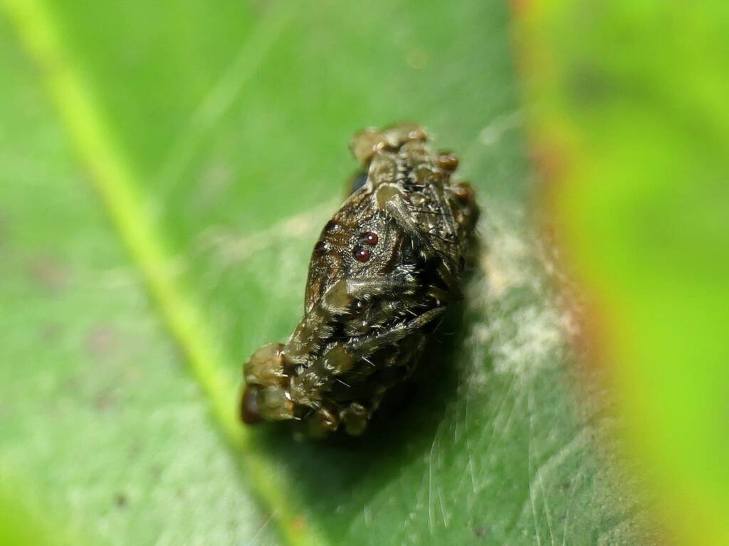 Arkys curtulus (Bird-dropping Spider), Gold Coast QLD © Stefan Jones
