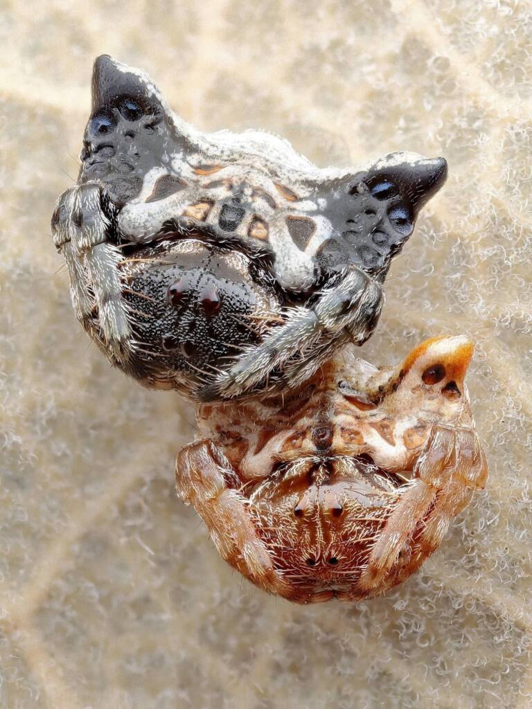 Arkys curtulus (two juveniles), Patonga NSW © Michael Doe