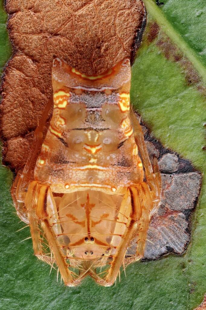 Arkys furcatus (female), Woy Woy NSW © Michael Doe