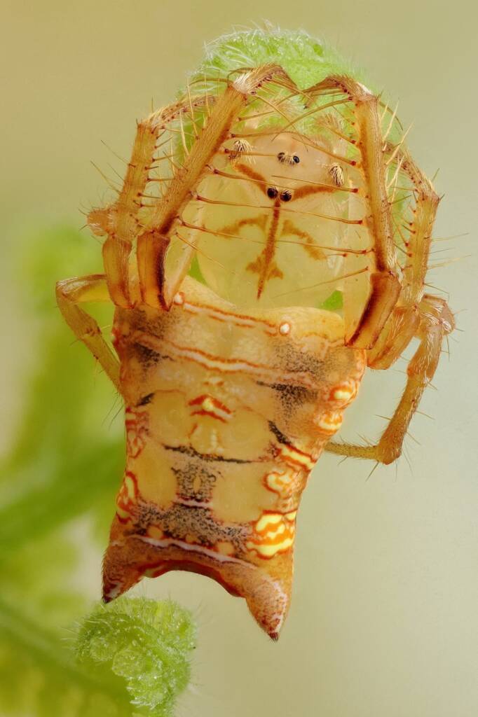 Arkys furcatus (female), Woy Woy NSW © Michael Doe