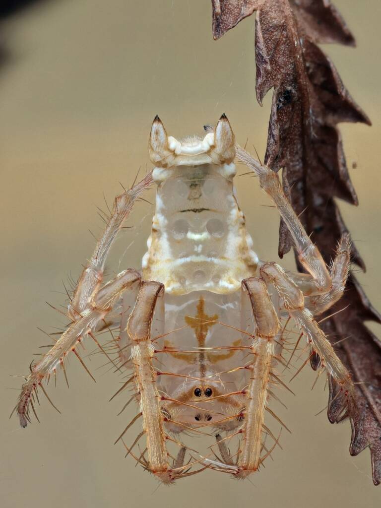 Arkys furcatus (male), Woy Woy NSW © Michael Doe