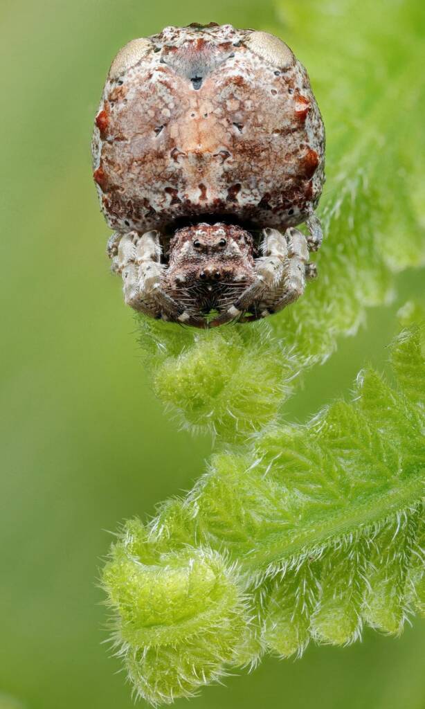 Arkys sp, Narara NSW © Michael Doe