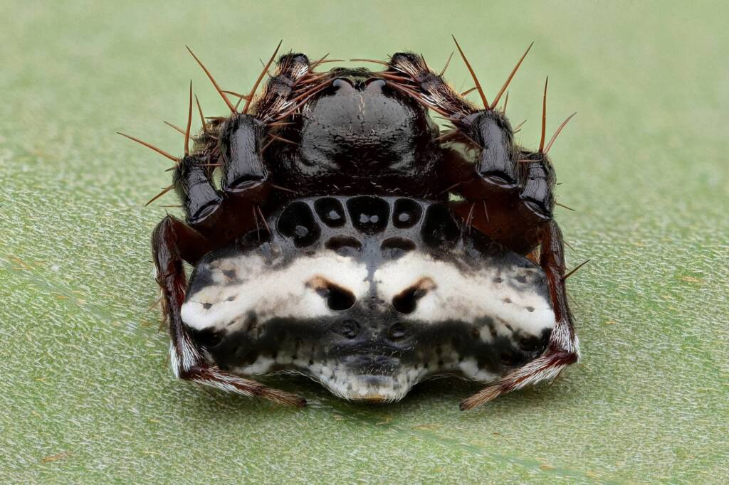 Arkys speechleyi, Narara NSW © Michael Doe