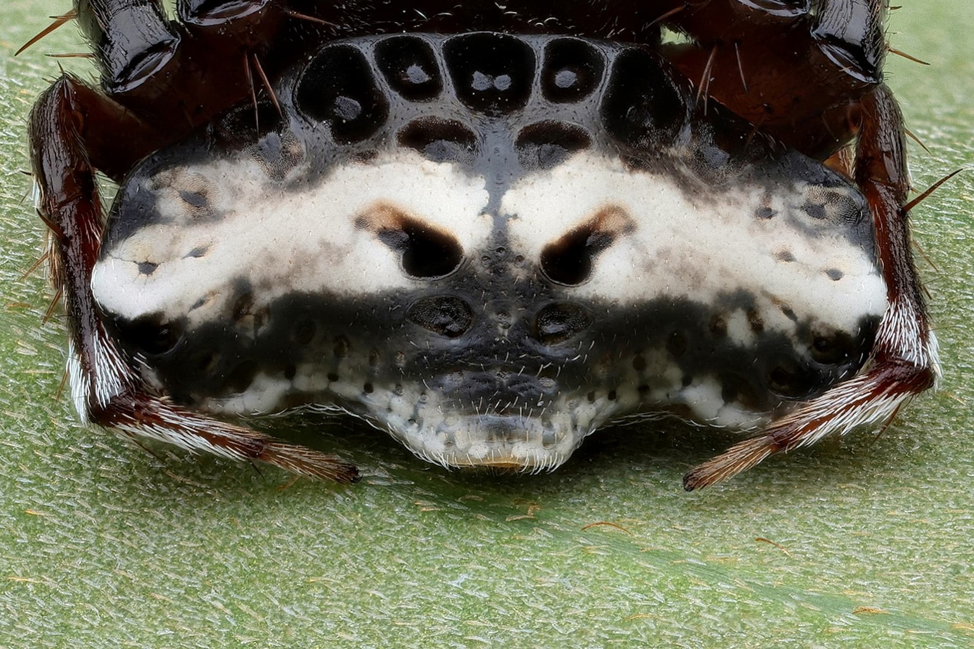 Creatures so strange…
