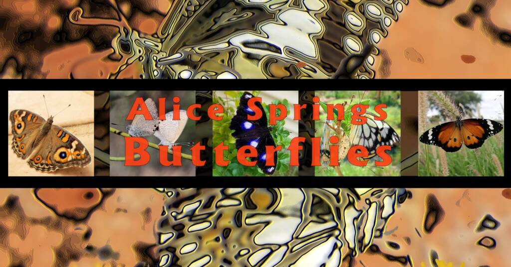 Alice Springs Butterflies - Ausemade filmstrip