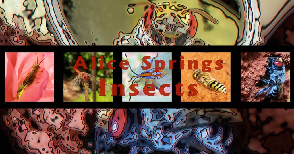 Alice Springs Insects - Ausemade filmstrip