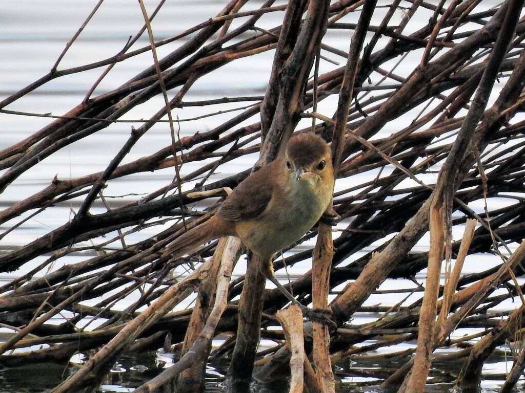 Australian Reed Warbler (Acrocephalus australis), Alice Springs Sewage Ponds NT © Dorothy Latimer
