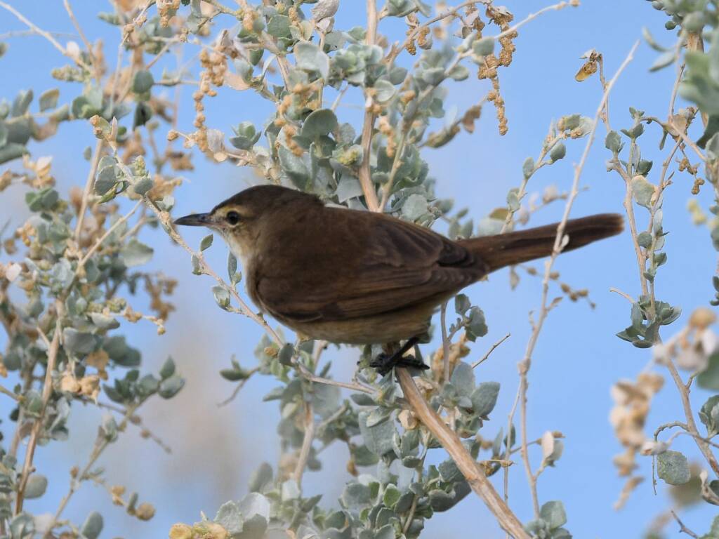 Australian Reed Warbler (Acrocephalus australis), Alice Springs Sewage Ponds NT © Dorothy Latimer