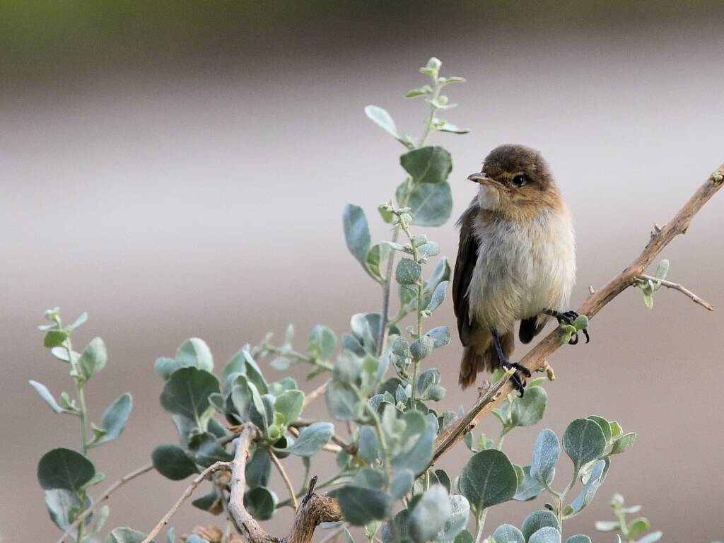 Australian Reed Warbler (Acrocephalus australis), Alice Springs Sewage Ponds NT © Dorothy Latimer