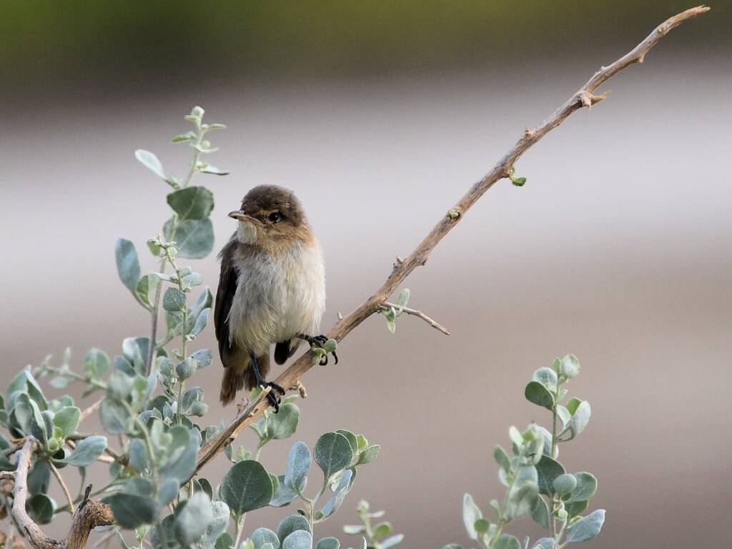 Australian Reed Warbler (Acrocephalus australis), Alice Springs Sewage Ponds NT © Dorothy Latimer