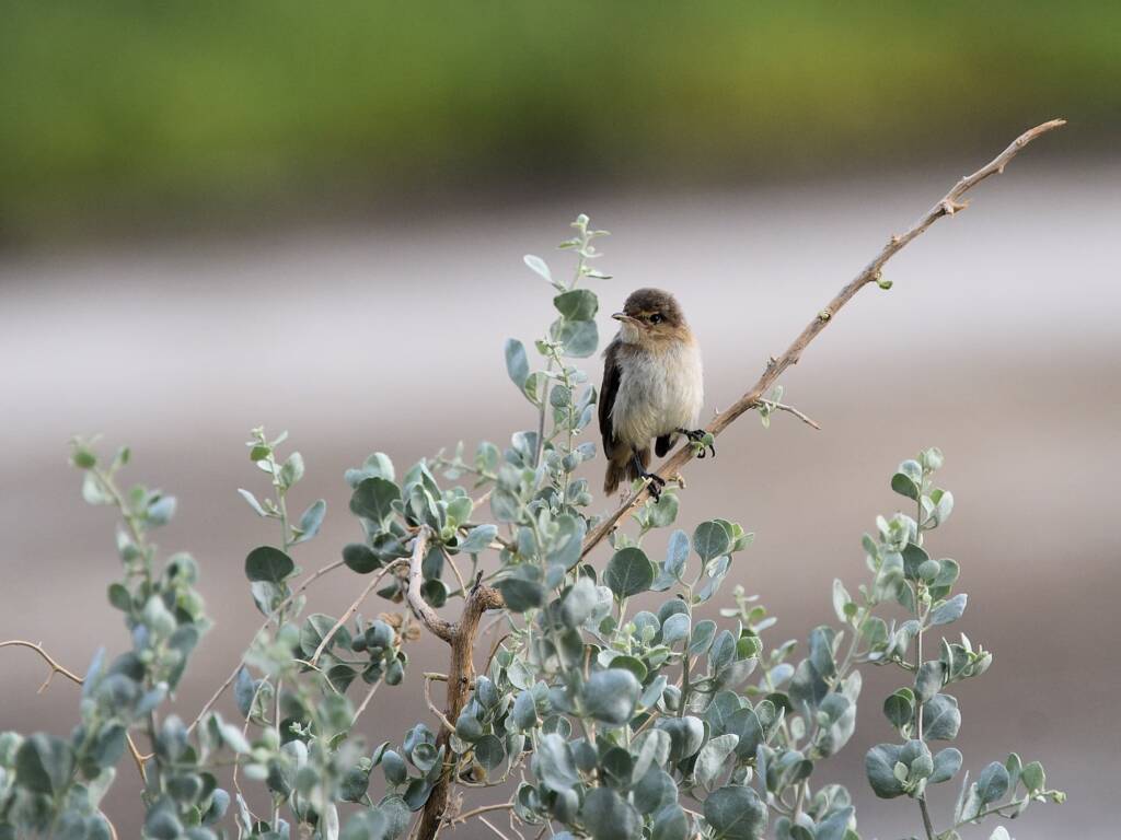 Australian Reed Warbler (Acrocephalus australis), Alice Springs Sewage Ponds NT © Dorothy Latimer
