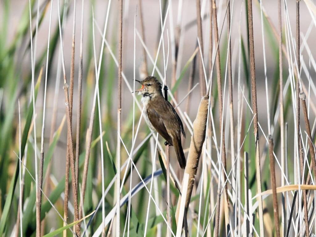 Australian Reed Warbler (Acrocephalus australis), Alice Springs Sewage Ponds NT © Dorothy Latimer