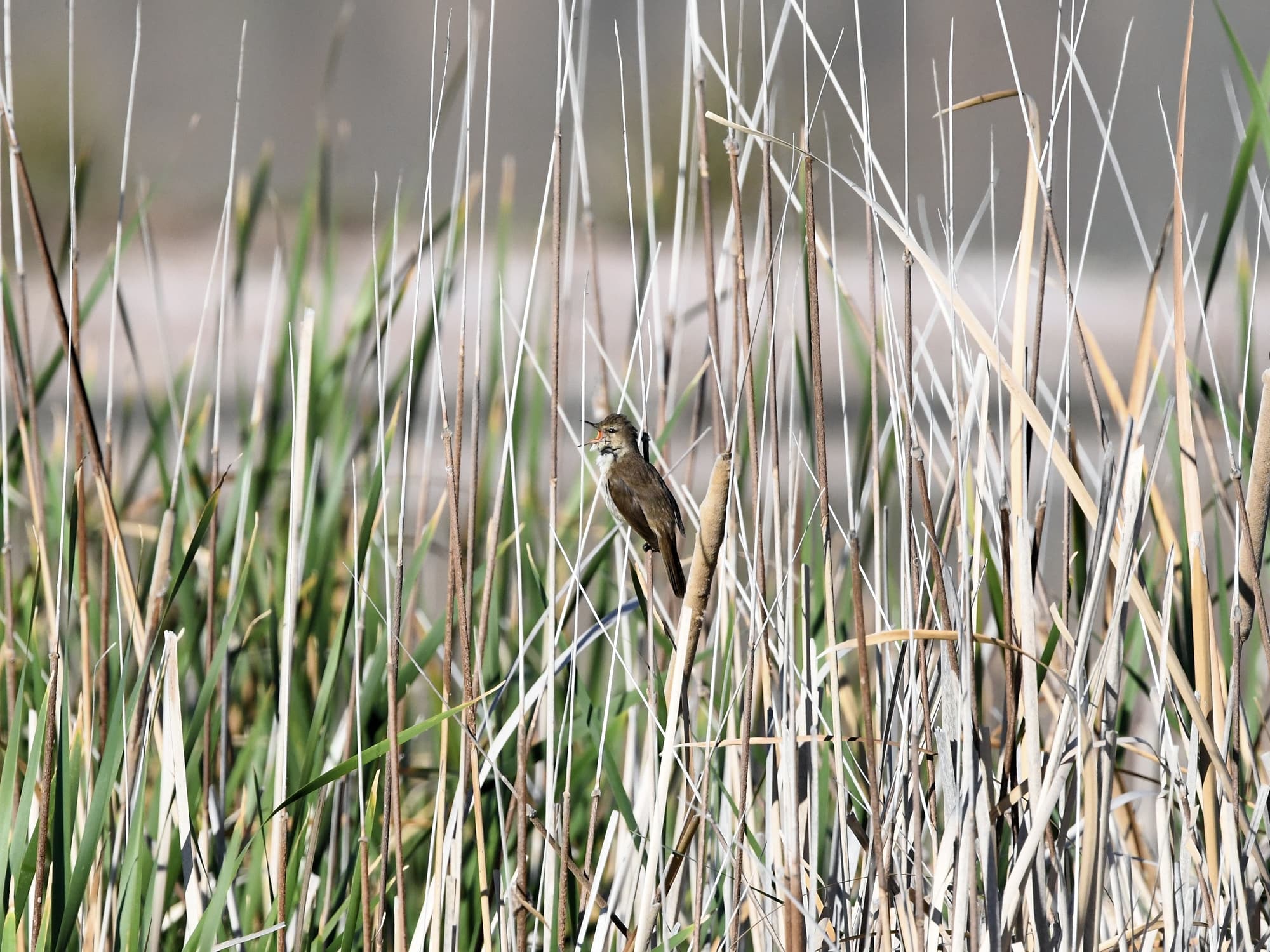 Australian Reed Warbler (Acrocephalus australis), Alice Springs Sewage Ponds NT © Dorothy Latimer