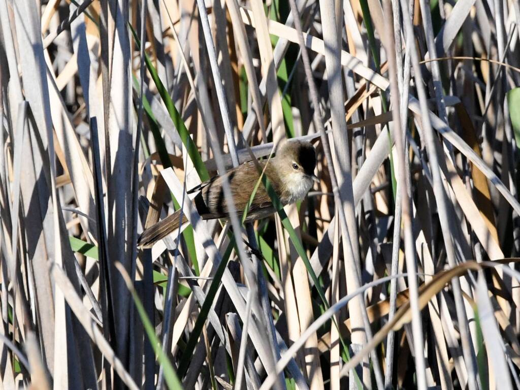 Australian Reed Warbler (Acrocephalus australis), Alice Springs Sewage Ponds NT © Dorothy Latimer