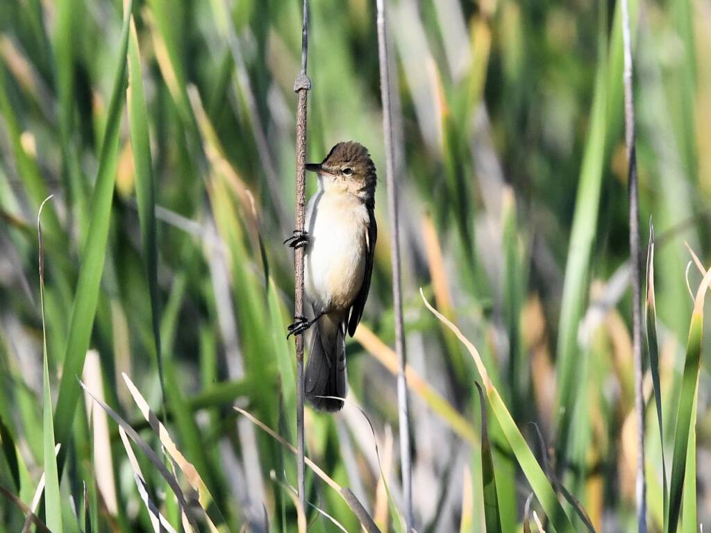 Australian Reed Warbler (Acrocephalus australis), Alice Springs Sewage Ponds NT © Dorothy Latimer