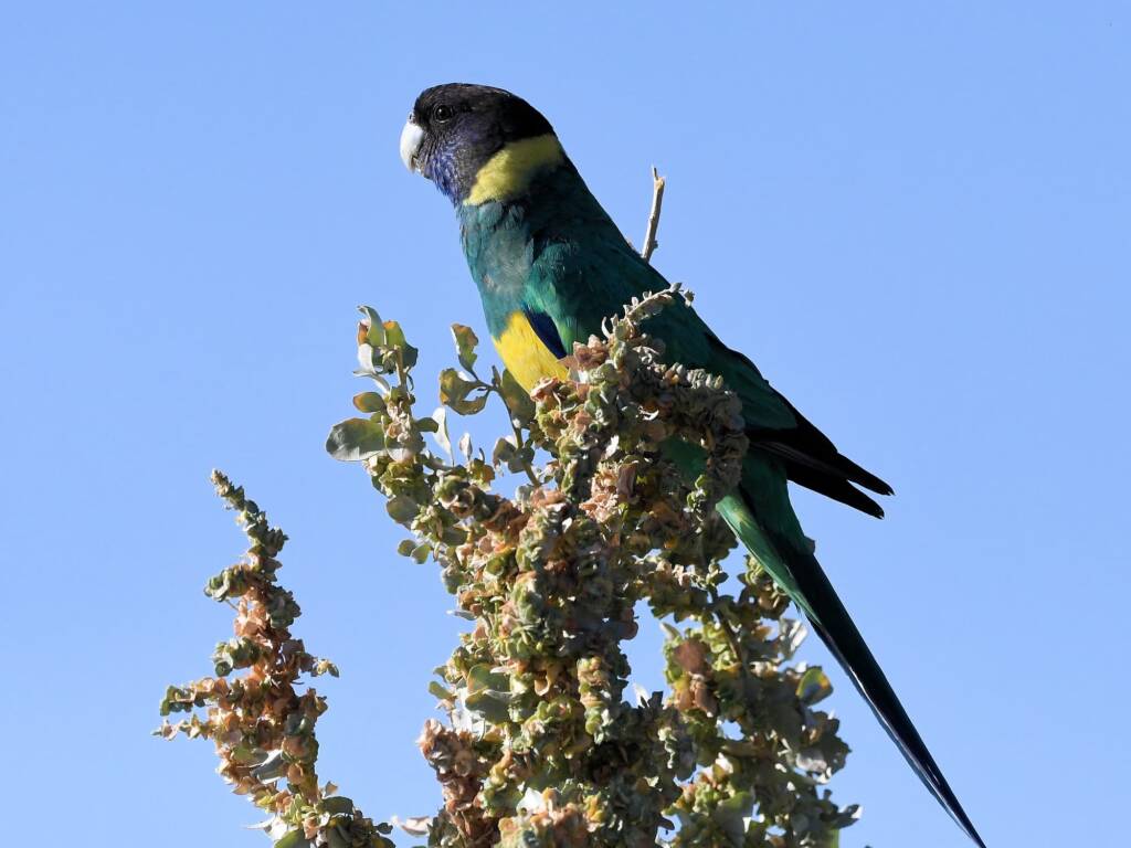 Australian Ringneck (Barnardius zonarius), Alice Springs Sewage Ponds NT © Dorothy Latimer