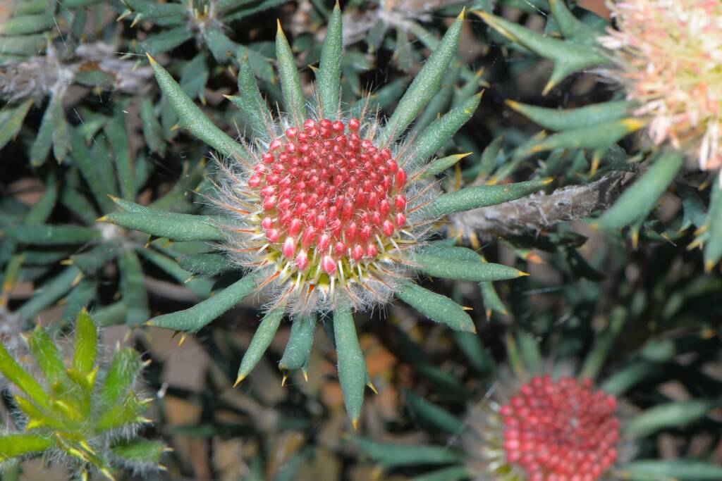 Banksia carlinoides (Pink Dryandra), Gingin WA © Jean and Fred Hort