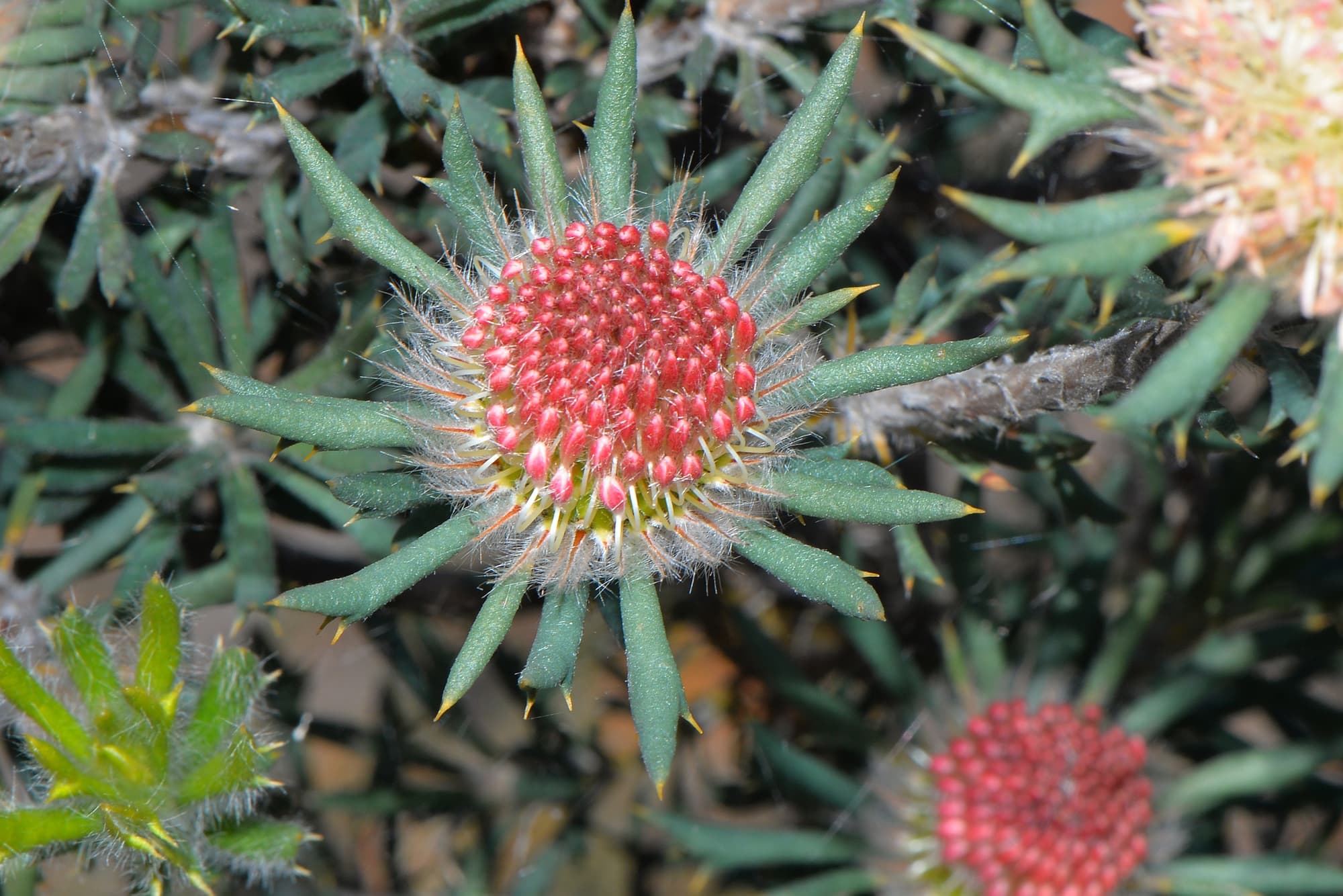 Banksia carlinoides (Pink Dryandra), Gingin WA © Jean and Fred Hort