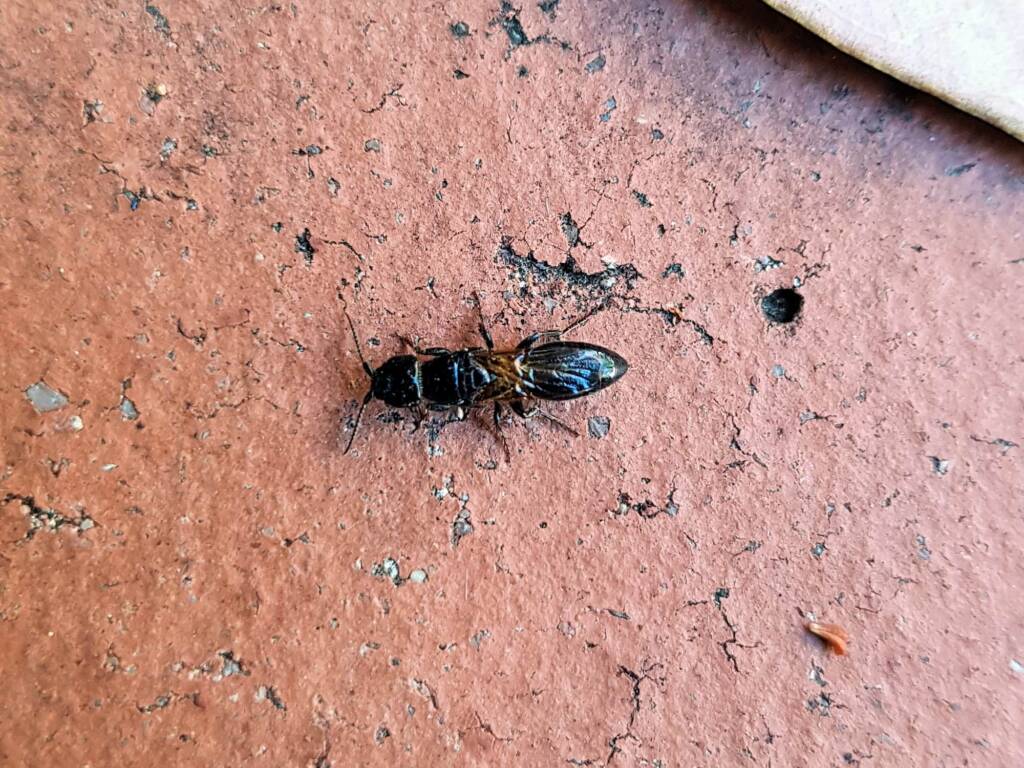Bethylidae (Flat Wasp), Alice Springs NT