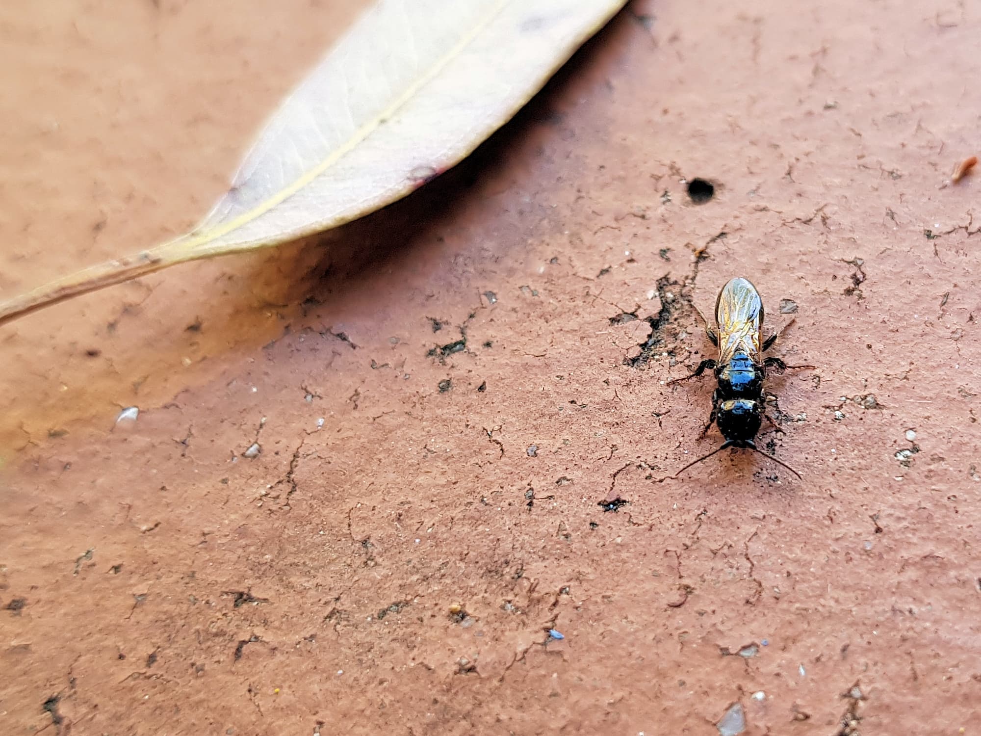 Bethylidae (Flat Wasp), Alice Springs NT