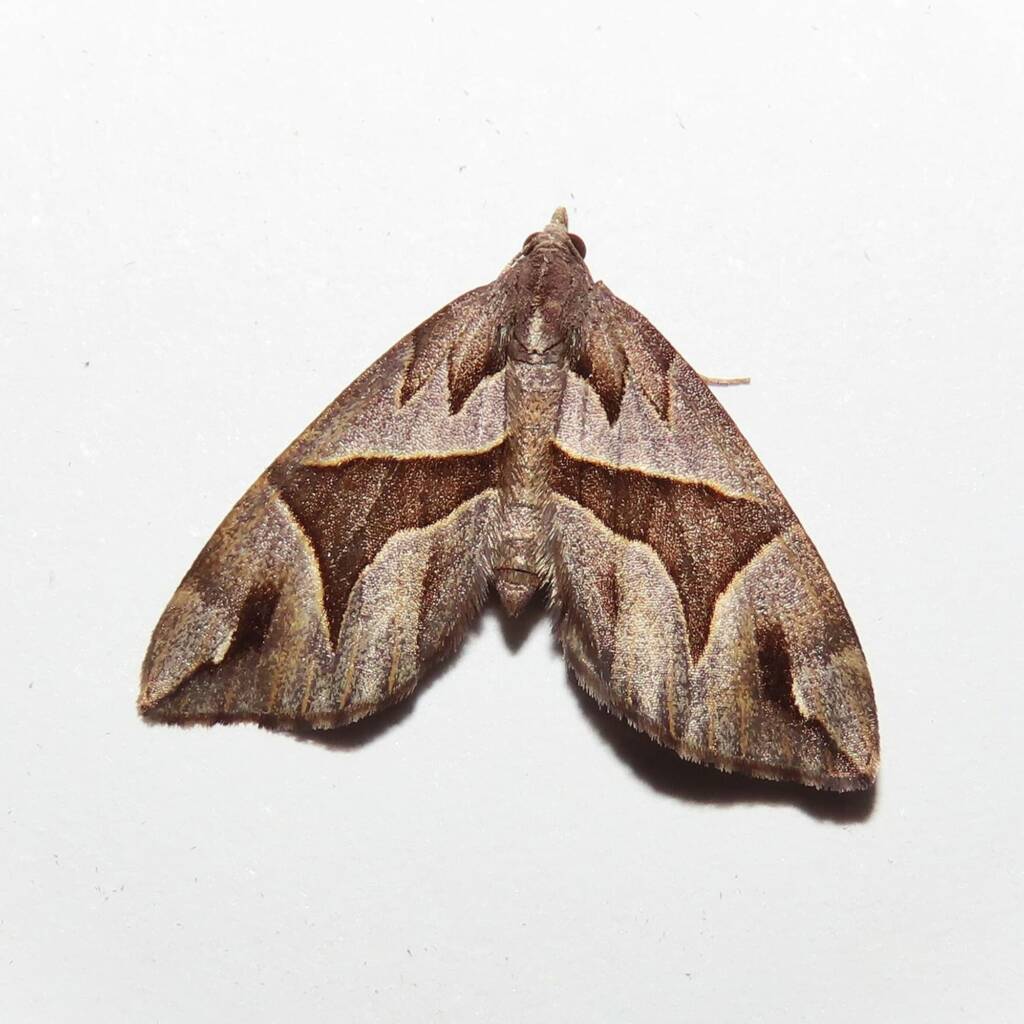 Chaetolopha oxyntis, Wallaga Lake NSW © Deb Taylor