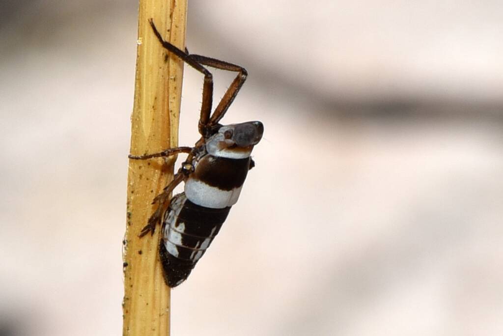 Cleotyche (Dictyopharid planthopper), Beermullah WA © Jean and Fred Hort