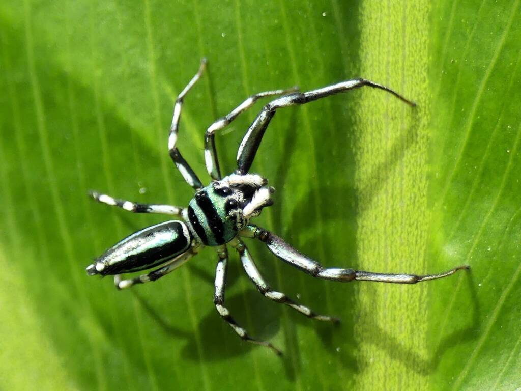 Cosmophasis micarioides (male), Gold Coast QLD © Stefan Jones