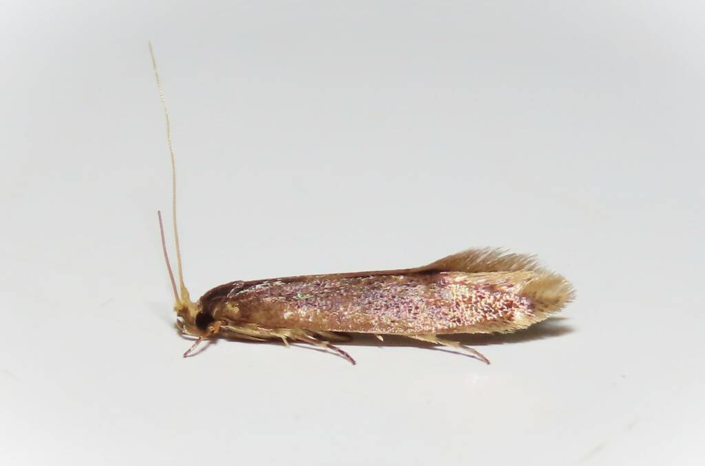 Detritus Moth (Opogona omoscopa), Wallaga Lake NSW © Deb Taylor