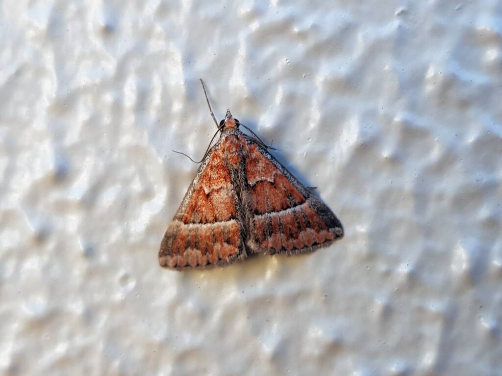 Dichromodes sp, Geometer Moth (subfamily Epidesmiinae), Alice Springs NT