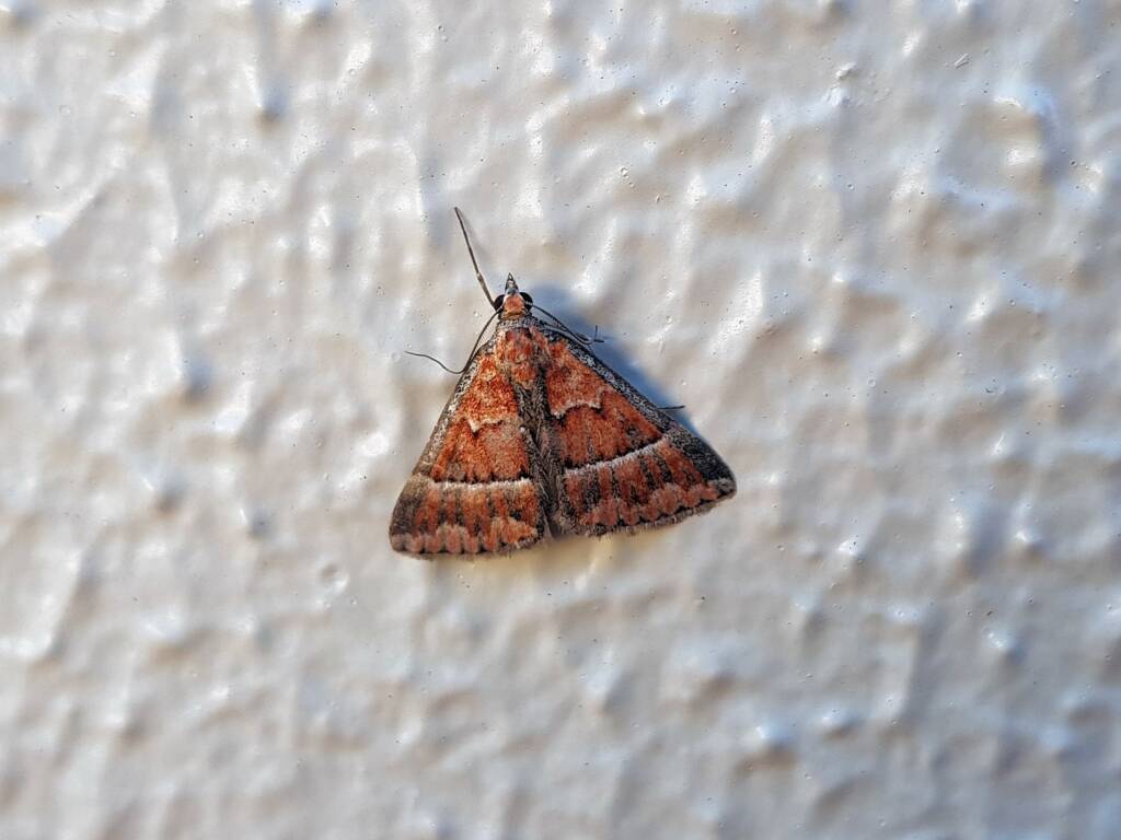 Dichromodes sp, Geometer Moth (subfamily Epidesmiinae), Alice Springs NT