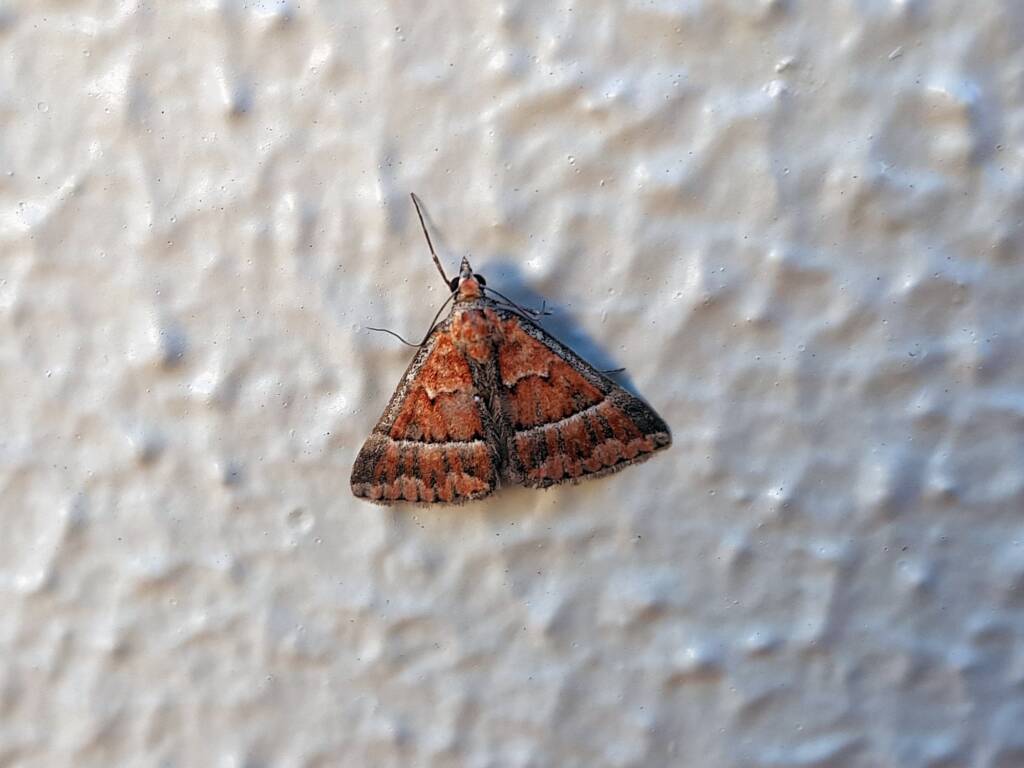 Dichromodes sp, Geometer Moth (subfamily Epidesmiinae), Alice Springs NT