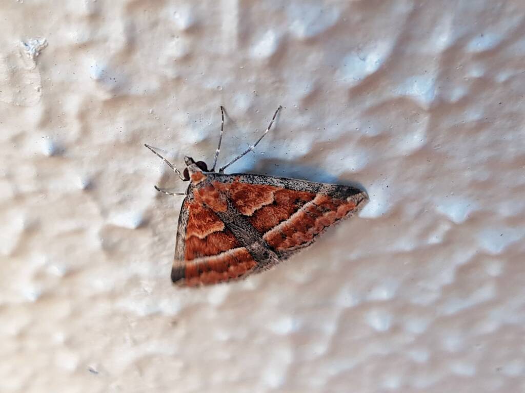 Dichromodes sp, Geometer Moth (subfamily Epidesmiinae), Alice Springs NT