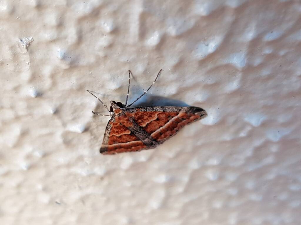 Dichromodes sp, Geometer Moth (subfamily Epidesmiinae), Alice Springs NT