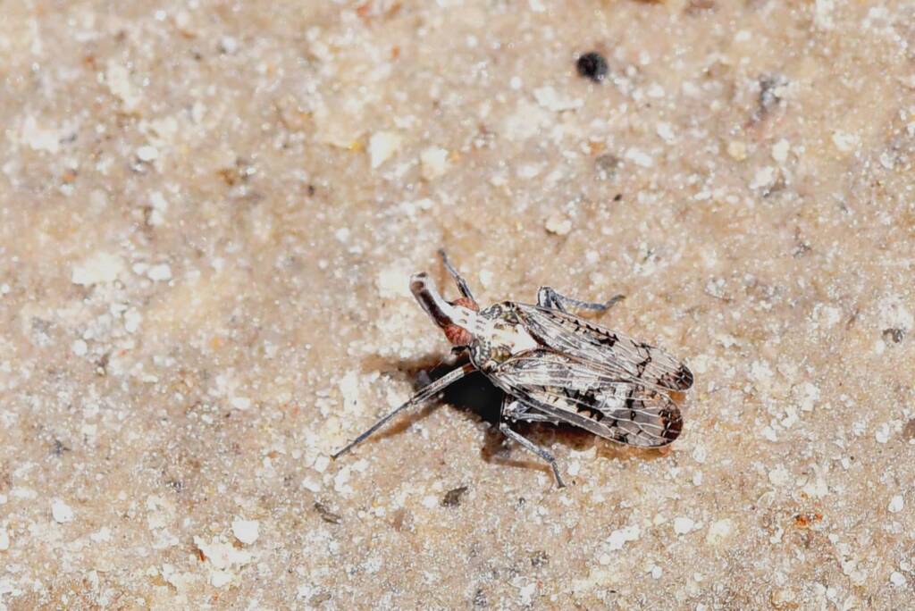 Dictyopharidae planthopper, Waeel Cunderdin WA © Jean and Fred Hort