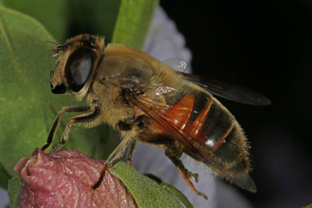 Common Drone Fly (Eristalis tenax), Ballandean QLD © Marc Newman